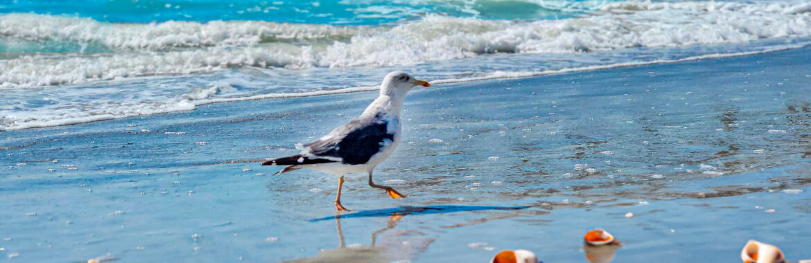 Free Things to Do Near John’s Pass and Madeira Beach 