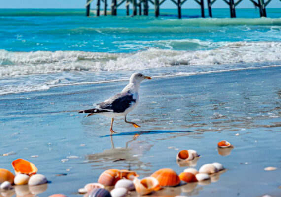 Free Things to Do Near John’s Pass and Madeira Beach 